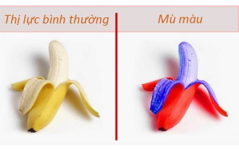 Mù màu là gì?