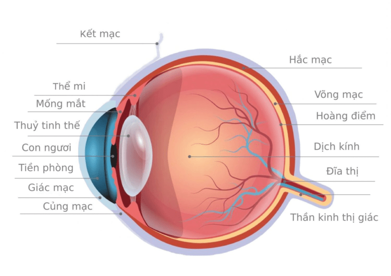 Độ mỏng giác mạc ảnh hưởng đến khả năng và mức độ an toàn của phẫu thuật